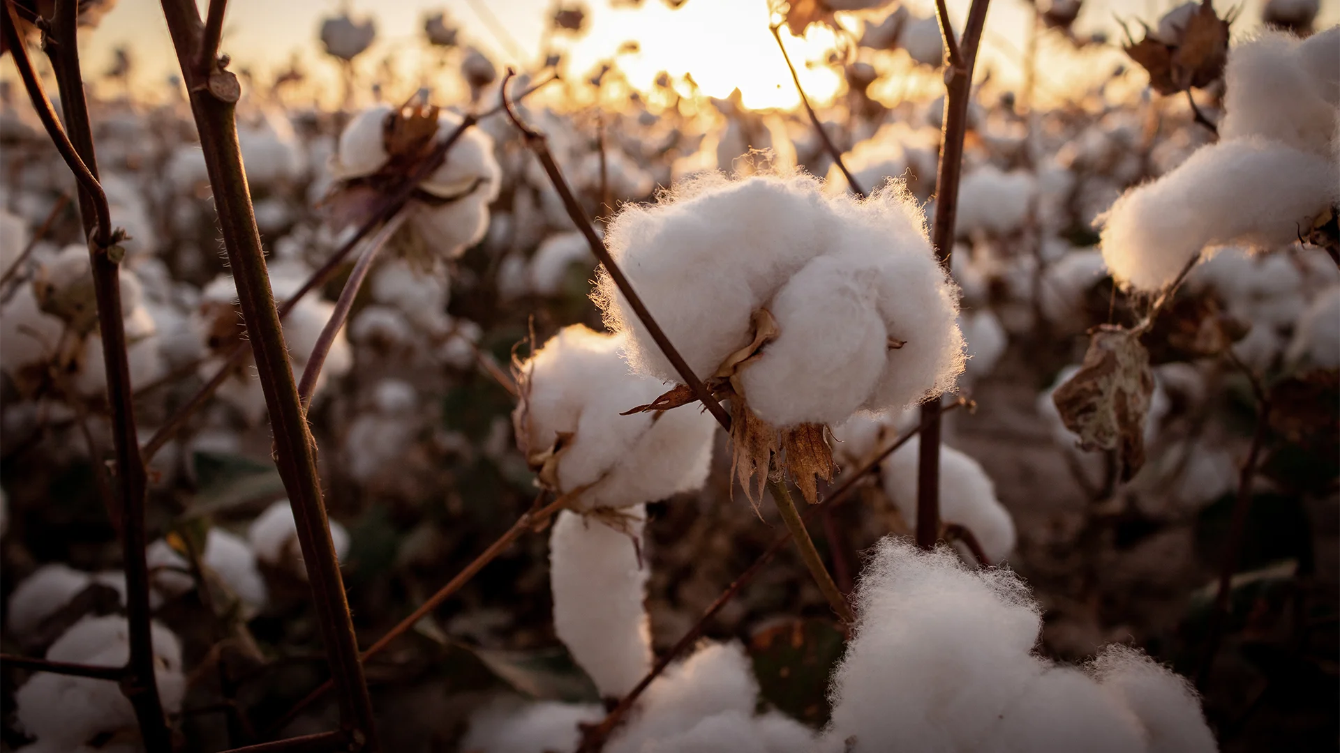 Field of cotton plants ripe for harvest at sunrise (Photo)
